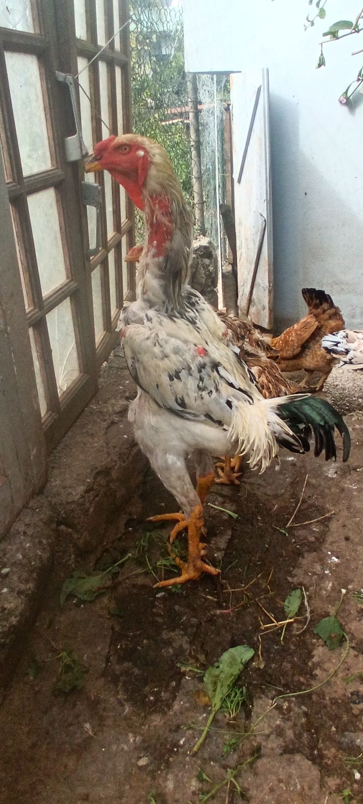 Galinhas Índio Gigante