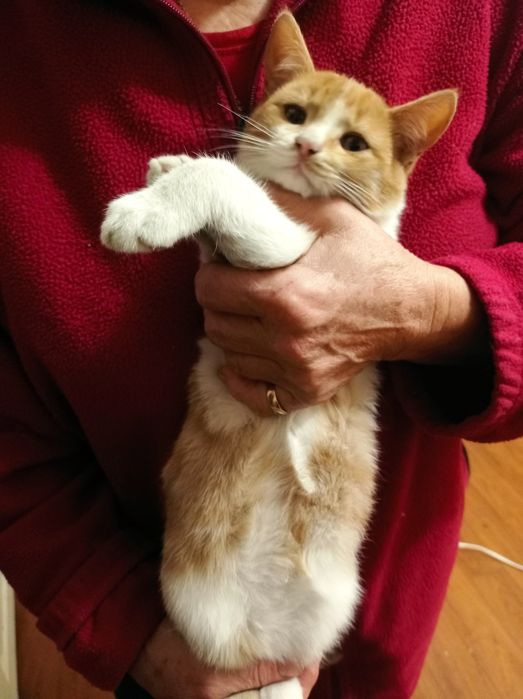 Котята в хорошие руки