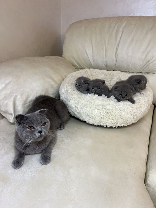 Британські блакитні кошенята