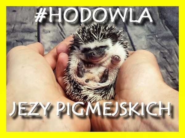 Jeż pigmejski, jeże Pigmejskie, Afrykański, Młode, Terrarium dla jeża