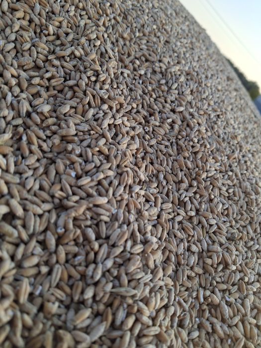 Sprzedam zboże pszenica,pszenżyto