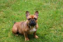 oferta krycia buldog francuski/rudy/reproduktor