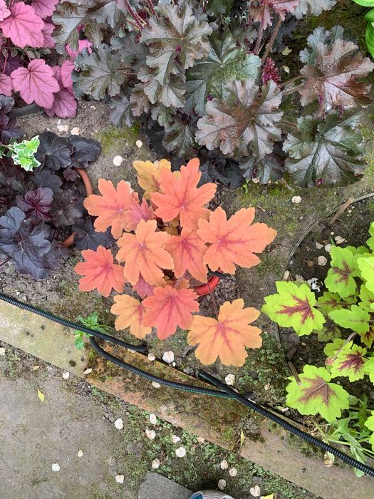 Гейхера багаторічна, Набор 3  різних сортів