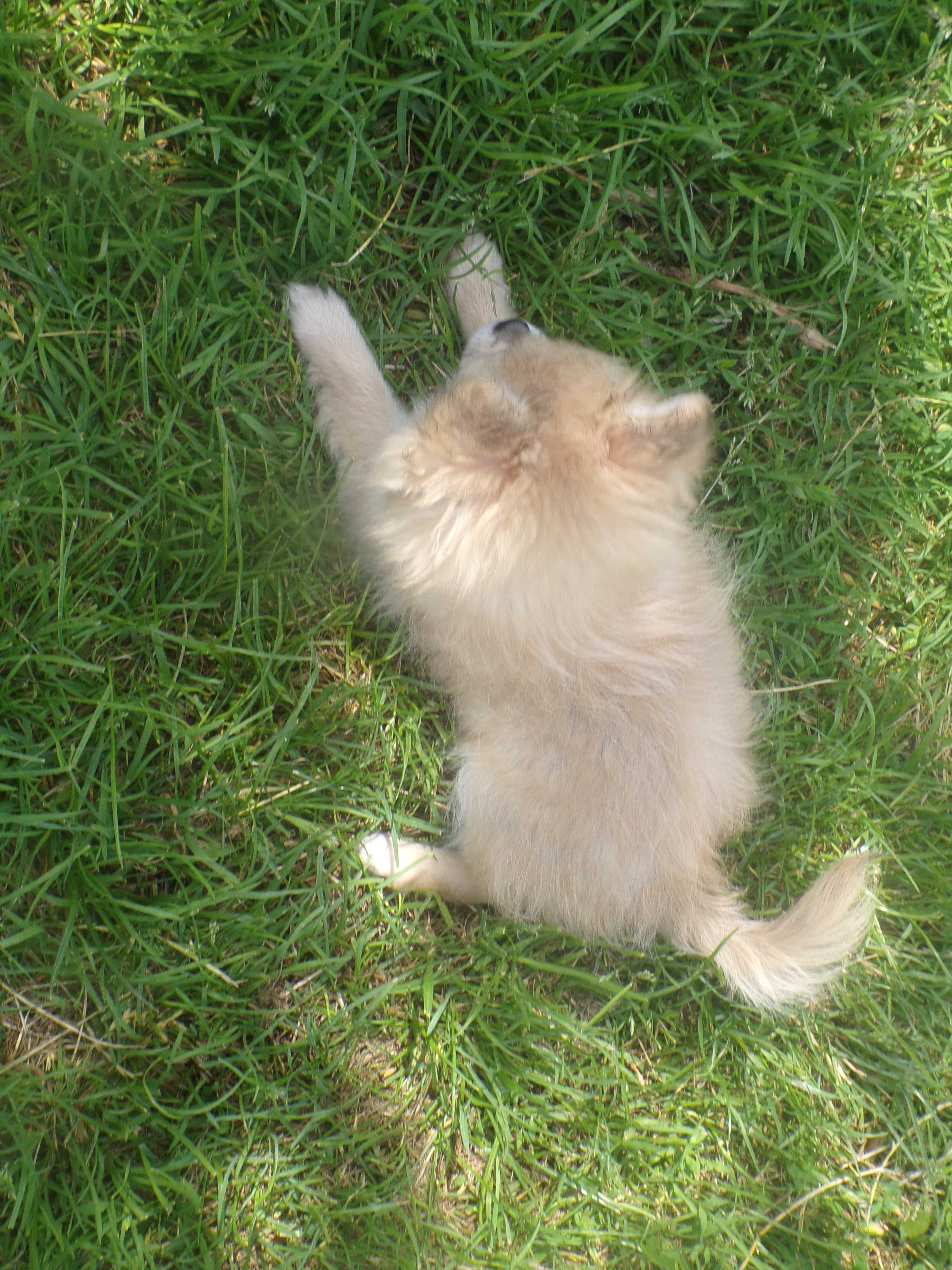 Sprzedam bardzo ładną suczkę chihuahua długowłosą