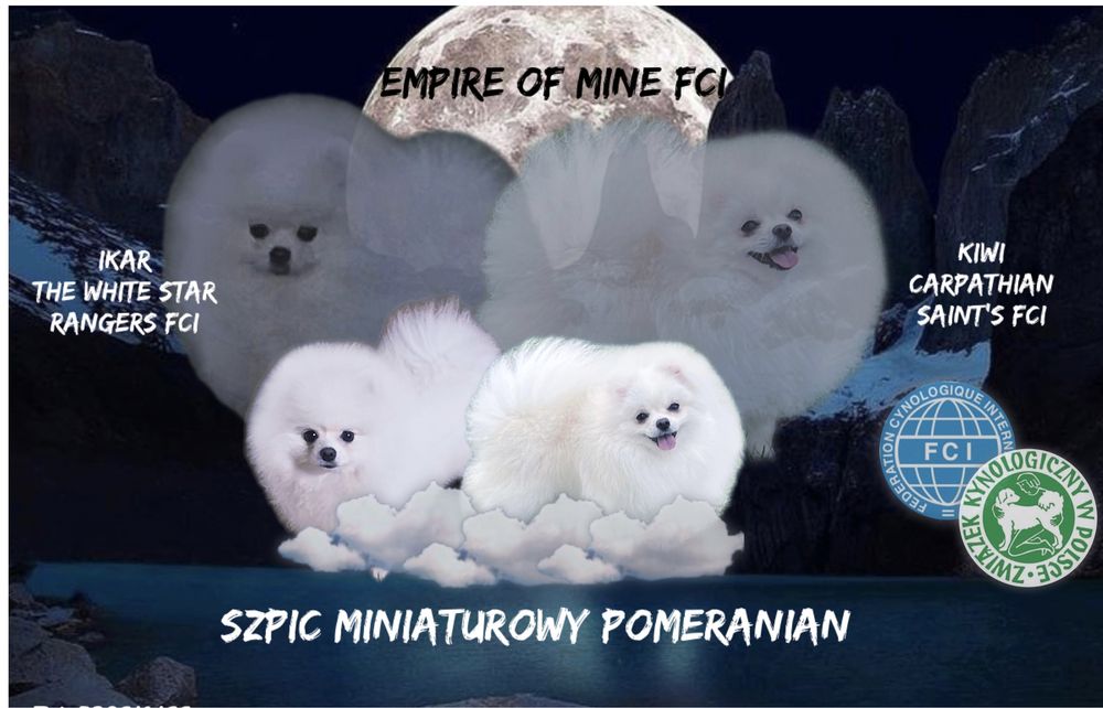 Szpic miniaturowy pomeranian suczka FCI