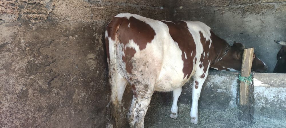 Продам плем(айширку)