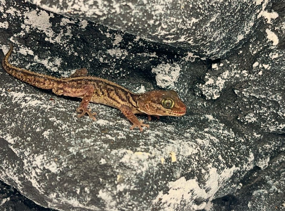 Gekon madagaskarski gekony madagaskarskie nie lamparci Olsztyn