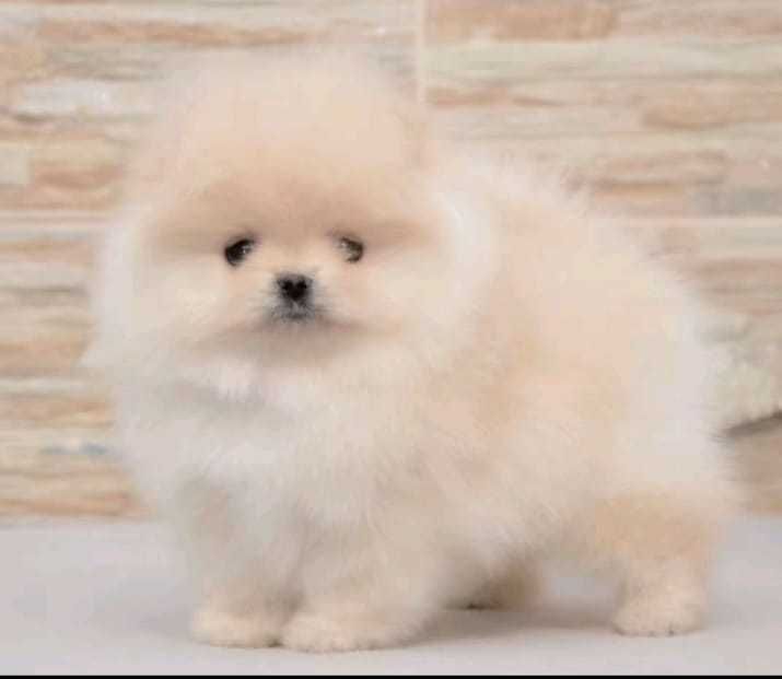 !!! Mały mini miś pomeranian