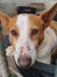 MALHADINHO (Podengo, Macho, Adulto) Para Adopção