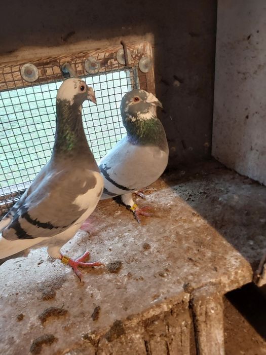 Sprzedam gołębie staropolski pocztowy