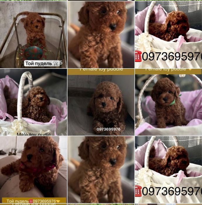 Породные той пудель щенки КСУ документы