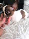 Chihuahua  . Menina Super Mini . Cabeça maçã.