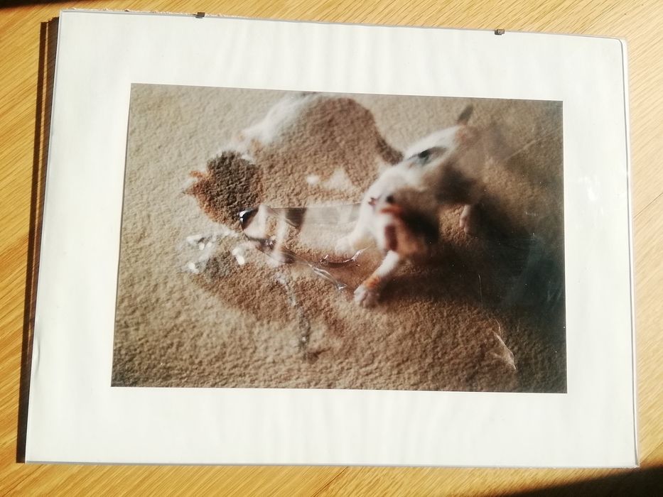 Moldura gato em movimento de Taketsugu Tanabé.