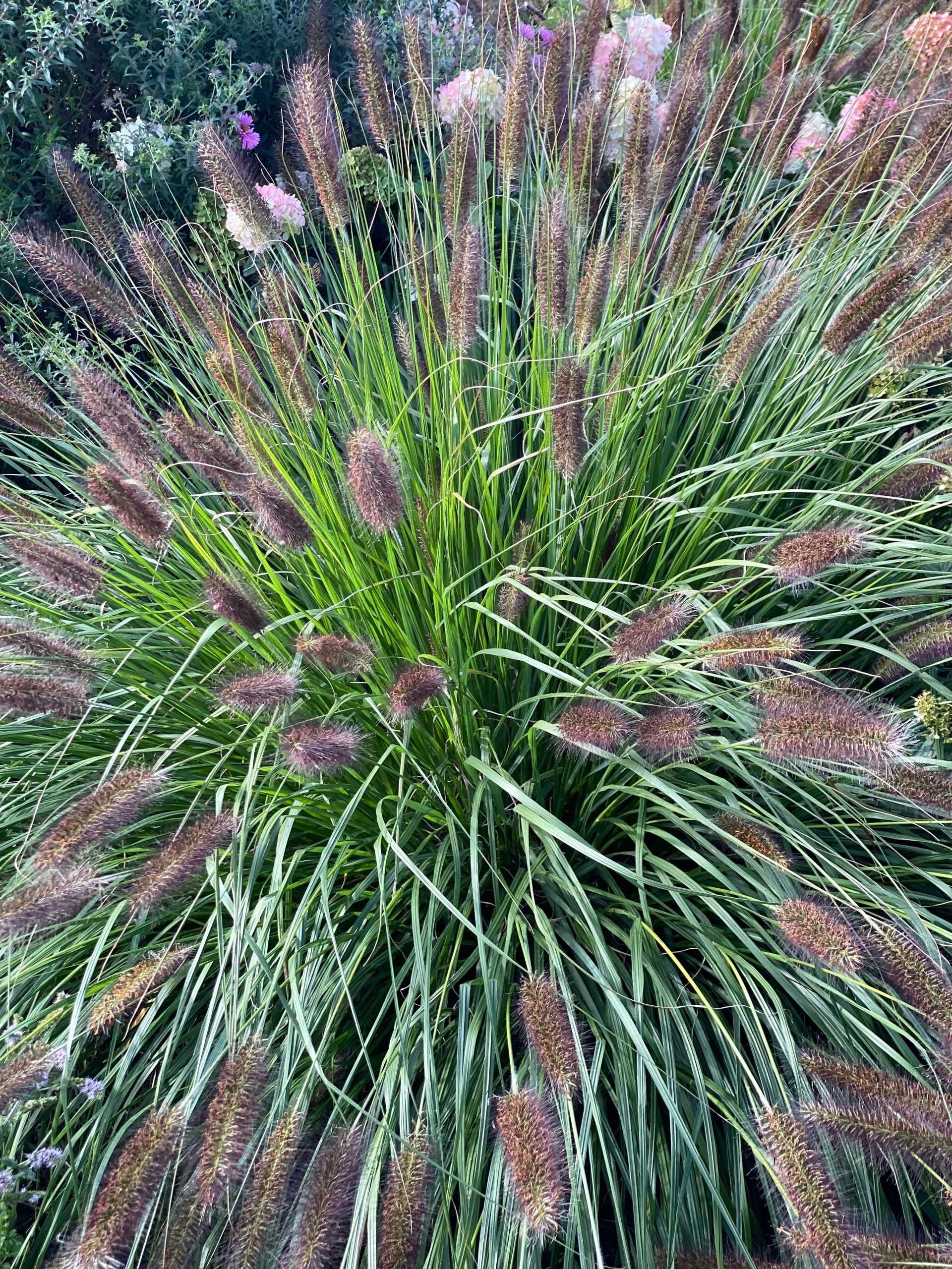 Rozplenica japońska VIRIDESCENS 7,5L Ogromna sadzonka