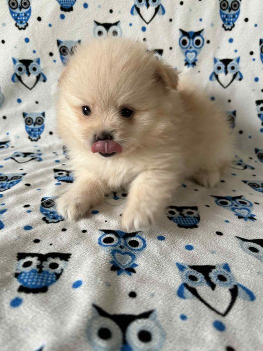 Szpic mały - chłopczyk