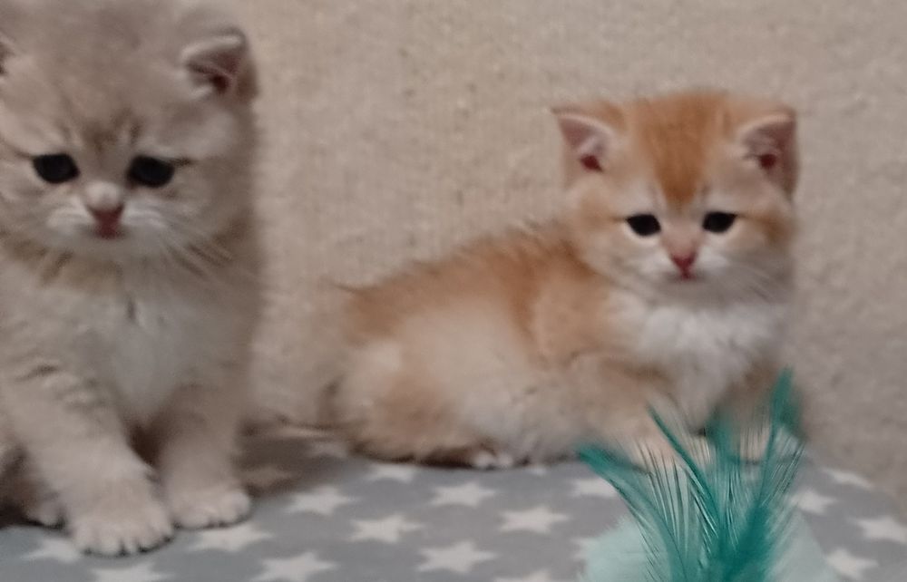 Do rezerwacji - rodowodowa koteczka brytyjska krótkowłosa czarno-zlota