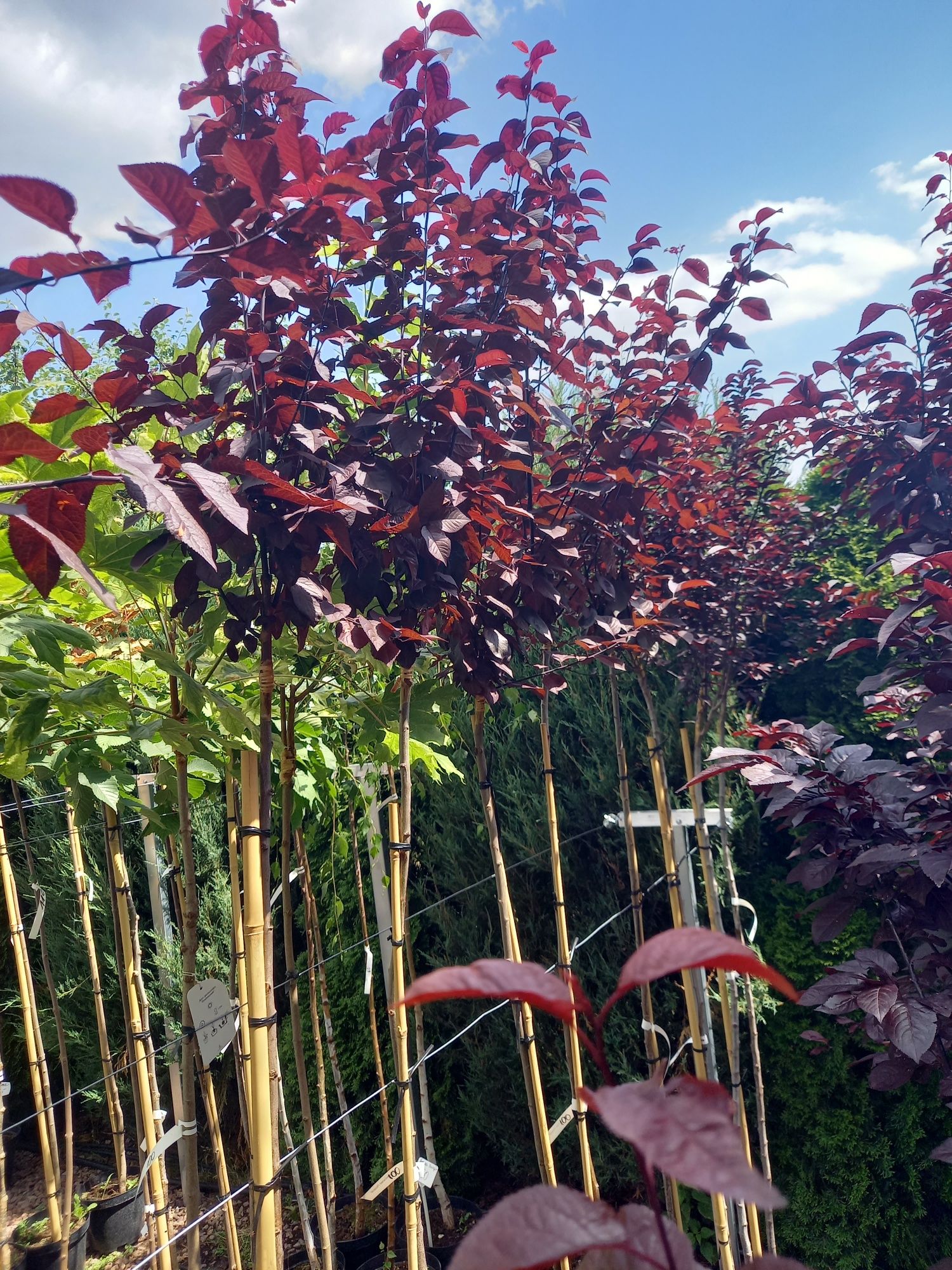Tuja 100cm szmaragd.Klon.Katalpa.PRODUCENT
