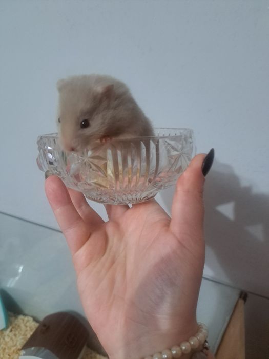 Chomik syryjski długowłosy (samica)