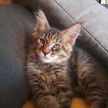 Maine Coon kocięta