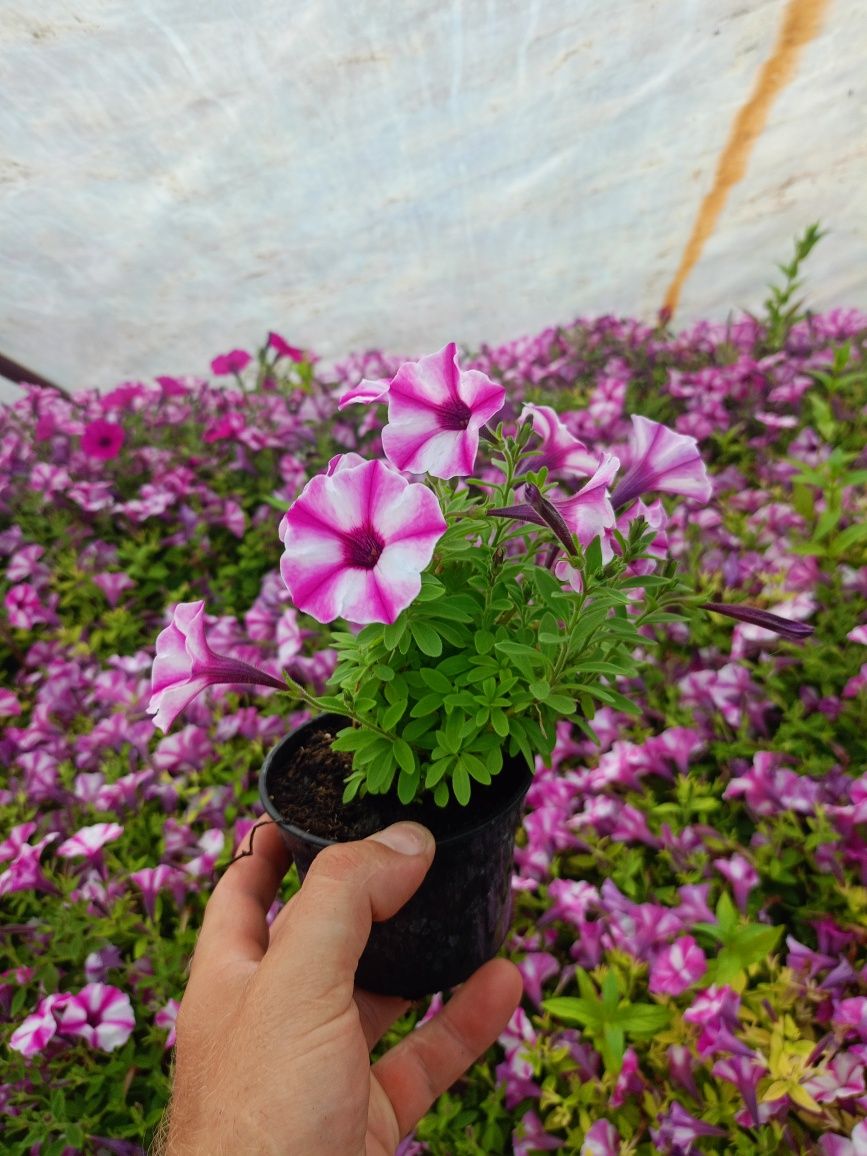 Bubblegum 8szt, rastemberry star 8, dichondra 2, truskawka 2szt