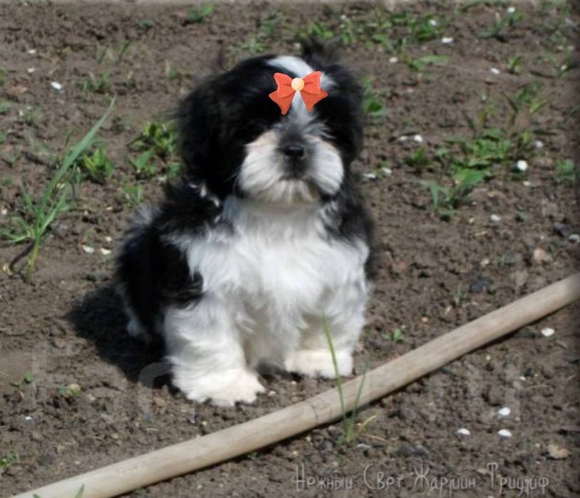 Шит-цу мальчик шитцу 3мес.