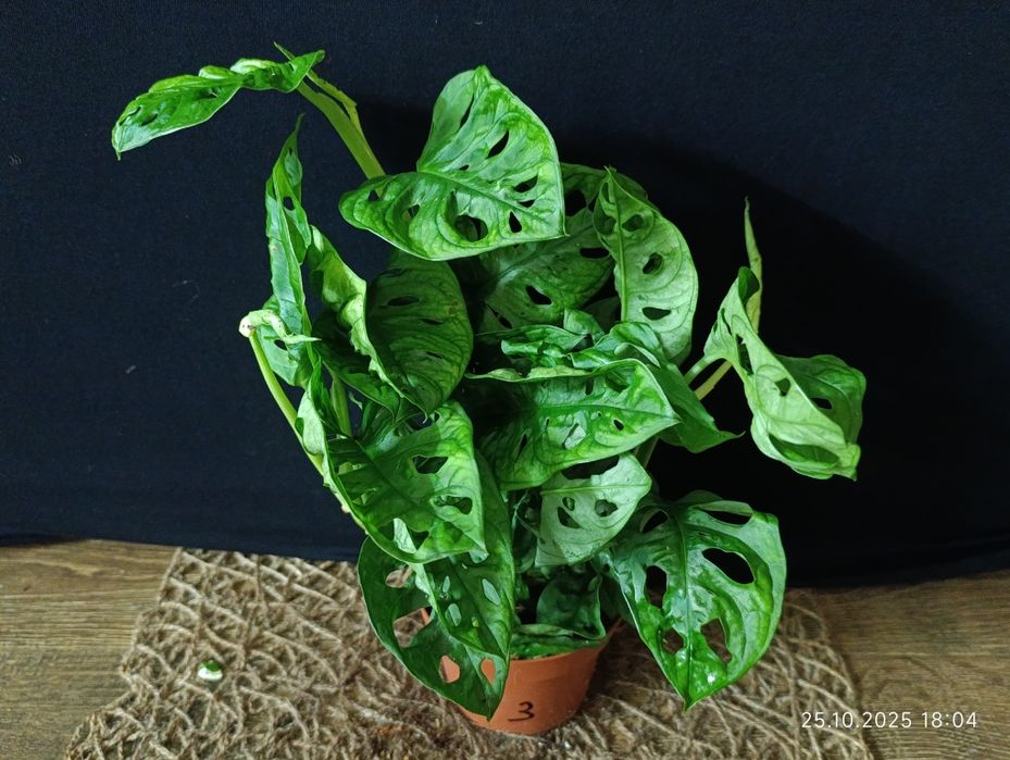 Monstera adansonii