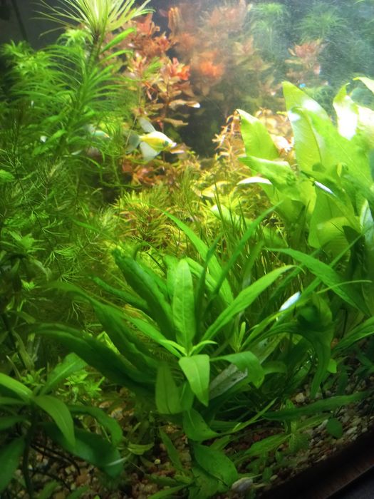 Аквариумные растения