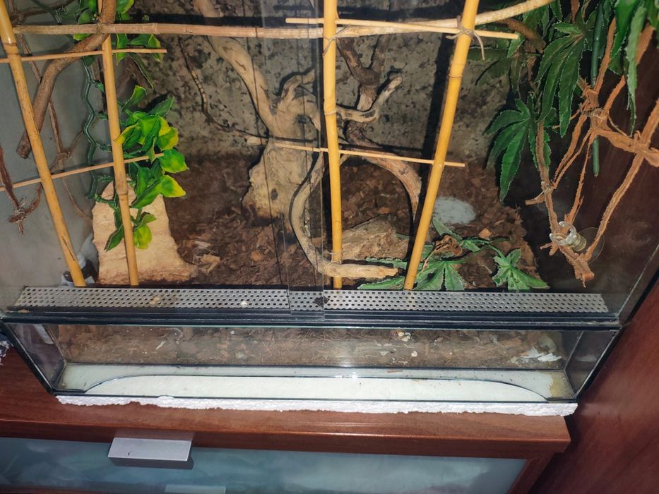 Terrarium dla kameleona duże