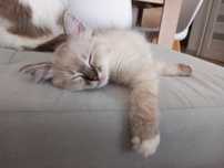 Kocurek ragdoll Elvis