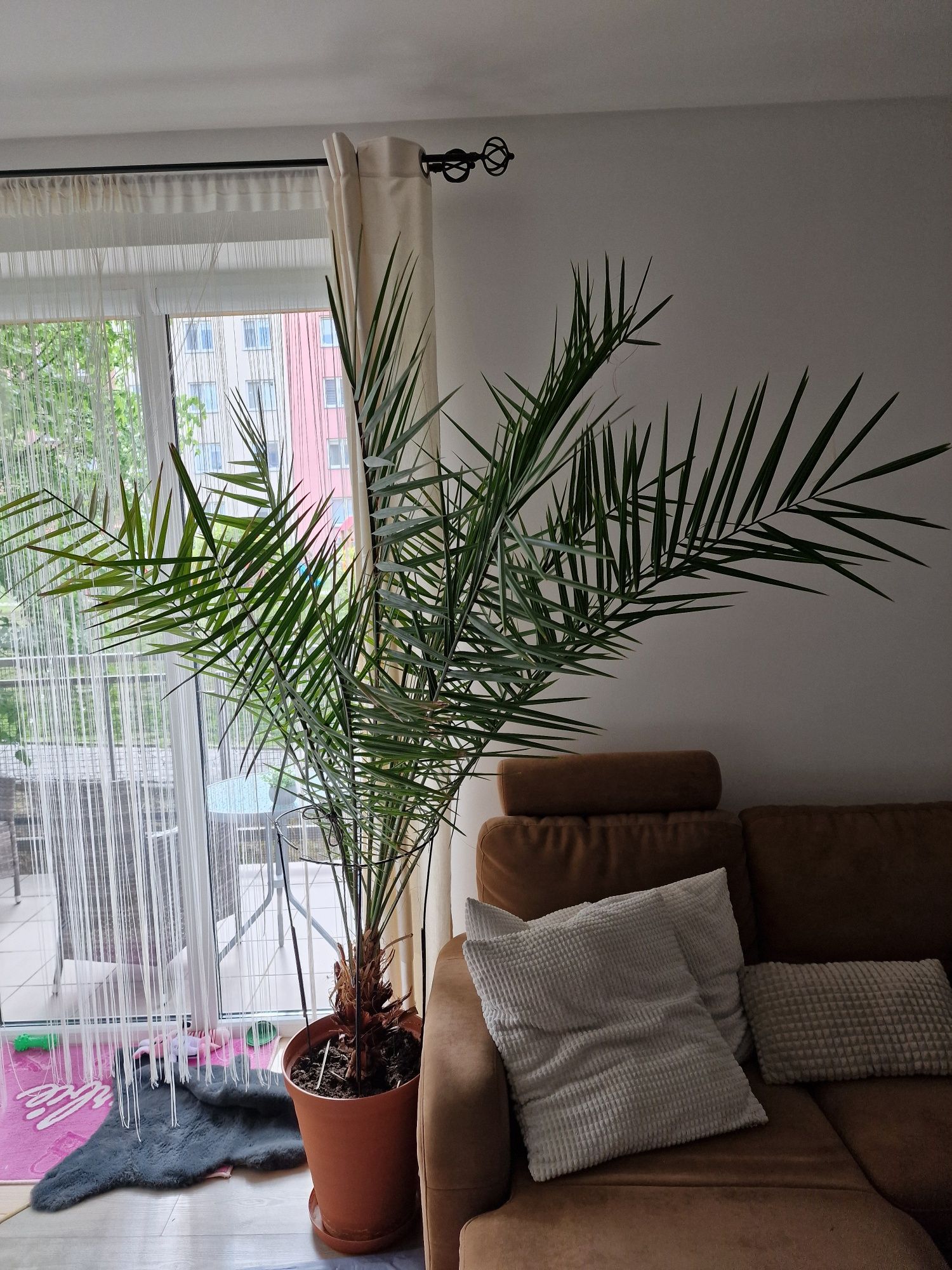 Palma daktylowa daktylowiec kanaryjski ponad 200 cm z donicą