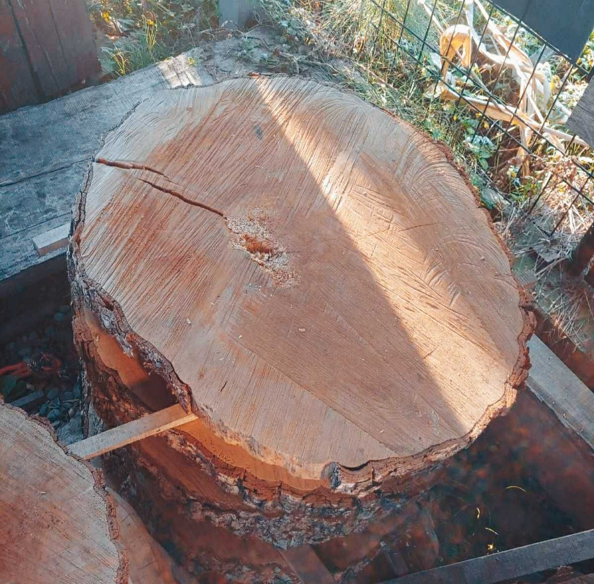 Plaster Krążek Orzech Leszczyna Turecka do wypełnienia żywicą 99 zł