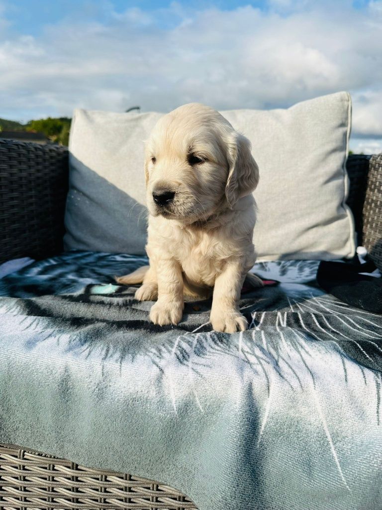 Golden Retriever   lindo