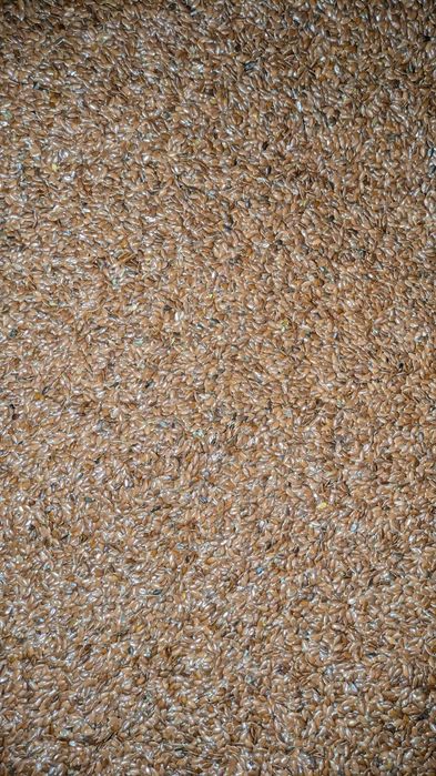 Len oleisty ekologiczny siemię lniane