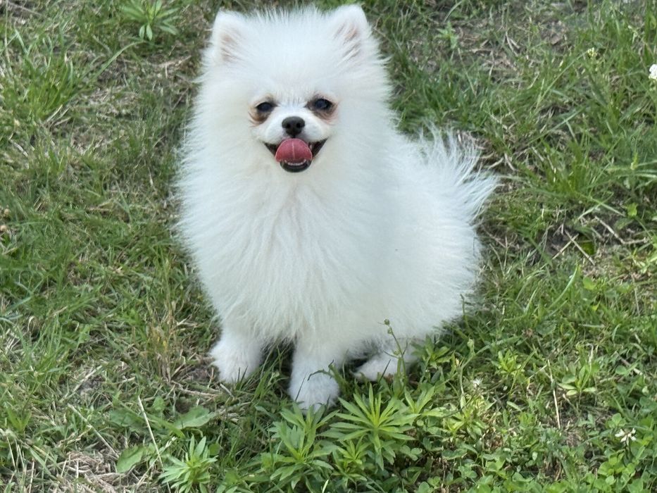 Szpic miniaturowy pomeranian biała suczka z rodowodem