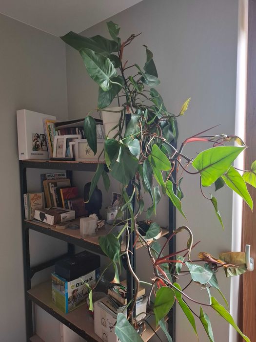 duża ceramiczna doniczka i filodendron red emerald