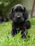 Dog niemiecki czarny