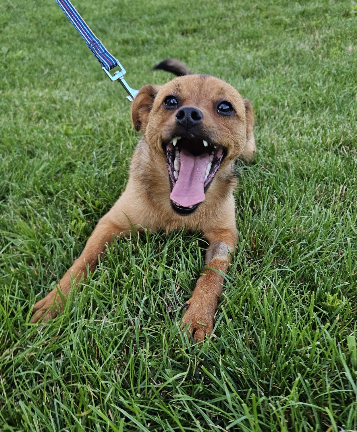 Giulia, cudowna młoda suczka do adopcji, pies, suka, adoptuj