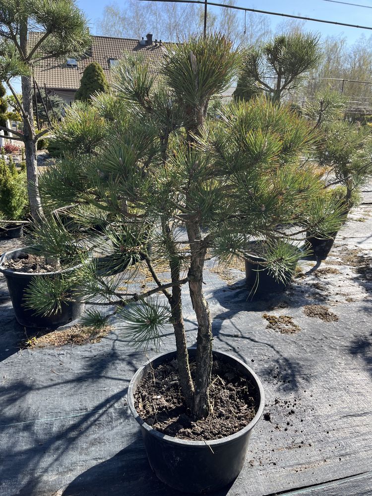Bonsai iglaki formowane sosna tuja cyprys cyprysik na pniu szczepione