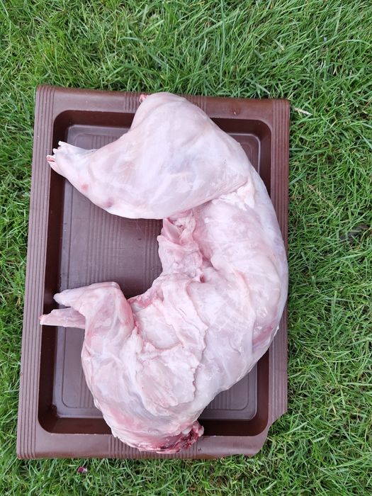 Mięso królicze tuszki