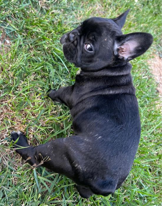 Piękny Buldog Francuski