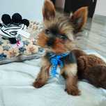 Mini samczyk Yorkshire terrier z Rodowodem
