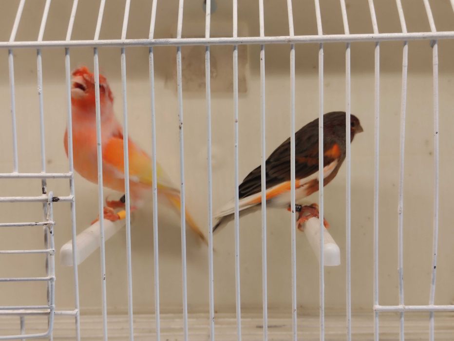 Canários Arlequim Português Machos