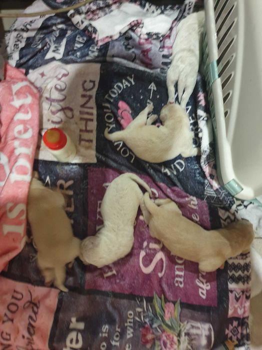 Метис лабрадора цуценята шукають родину