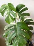 Monstera Variegata