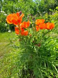 Семена садового, многолетнего мака оранжево-красного