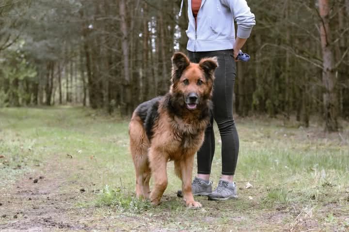 Adoptuj uroczego Kokoska