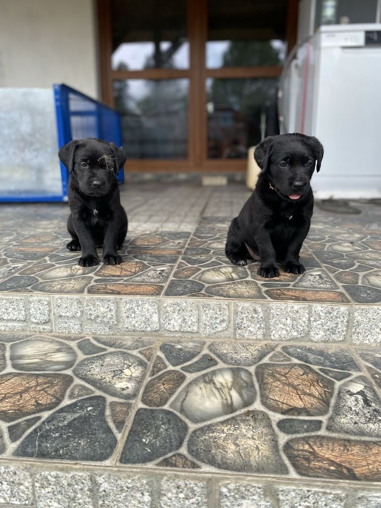 Labrador redriver