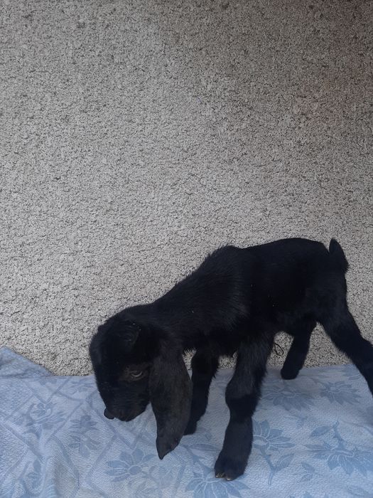 Англо-нубійська коза