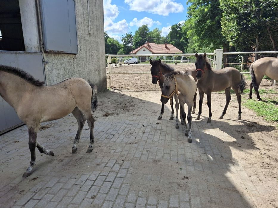 Koniki polskie odsadki od hodowcy ogierek i klaczki