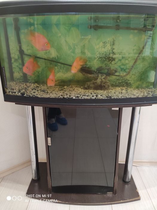 Акваріум із рибками та обладнанням 200 л